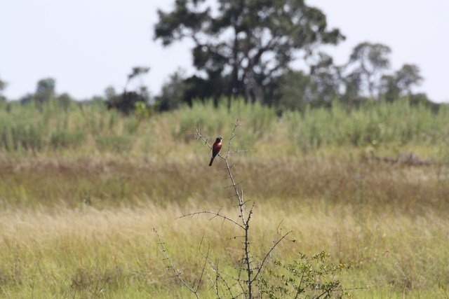 Okavango Delta (67)