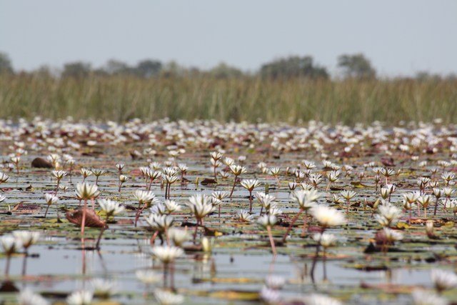 Okavango Delta (69)