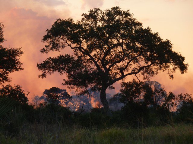 Okavango Delta (4)