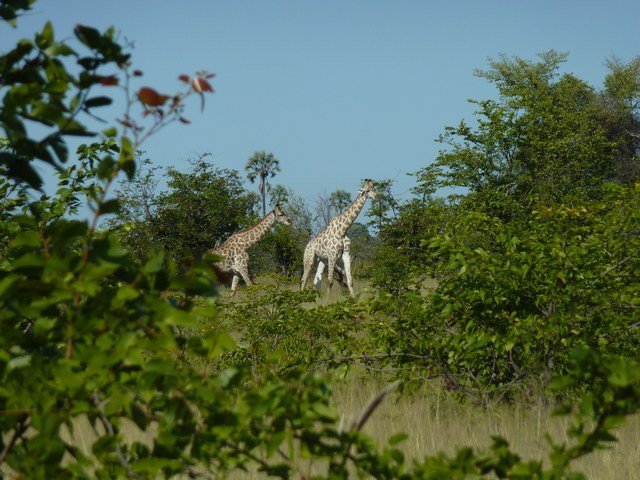 Okavango Delta (16)