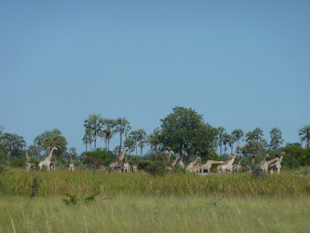Okavango Delta (19)