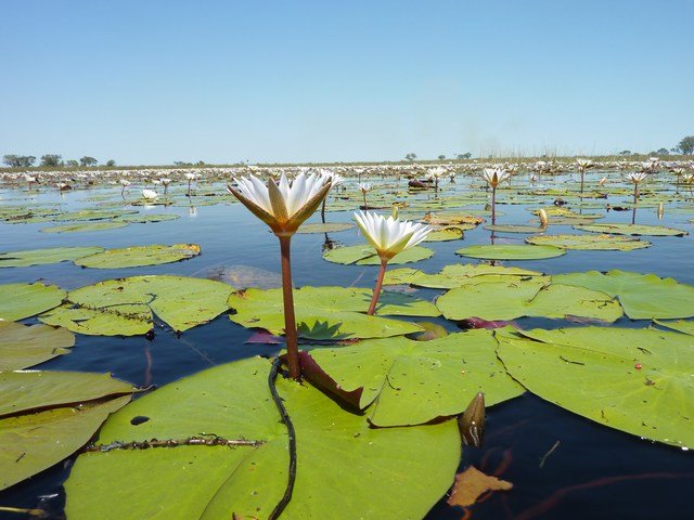 Okavango Delta (25)