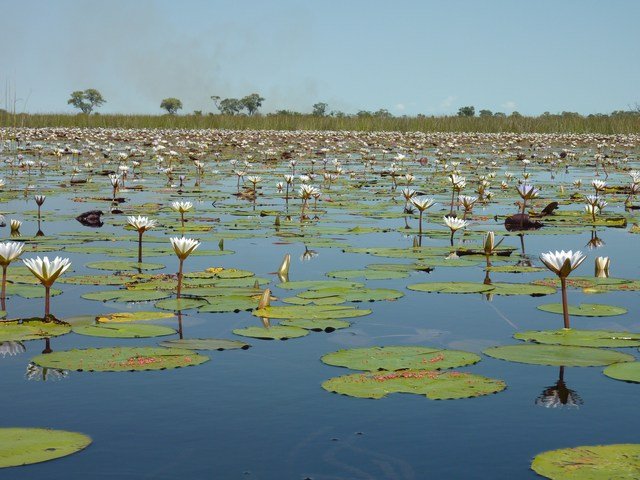 Okavango Delta (26)