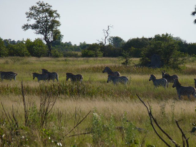 Okavango Delta (10)