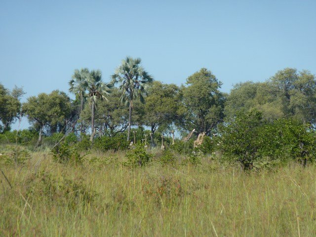 Okavango Delta (14)