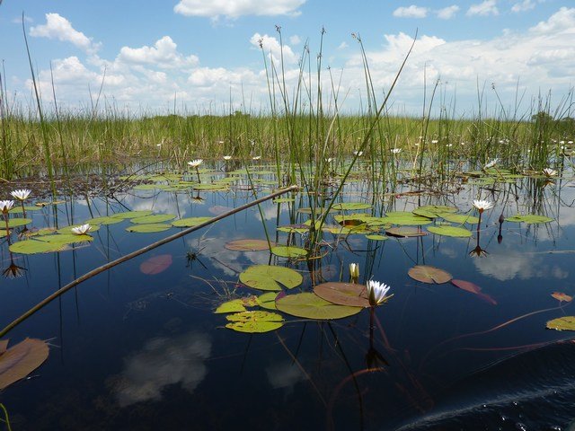 Okavango Delta (38)
