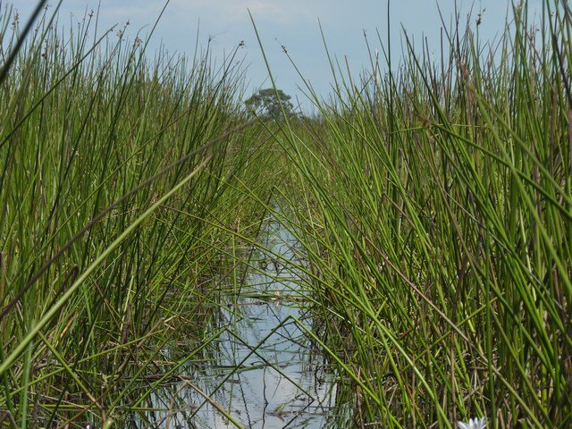 Okavango Delta (39)