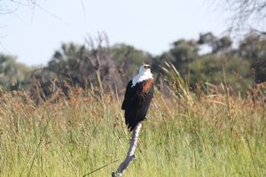 Okavango Delta (47)