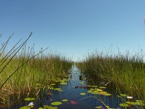 Okavango Delta (76)