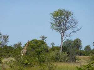 Okavango Delta (15)