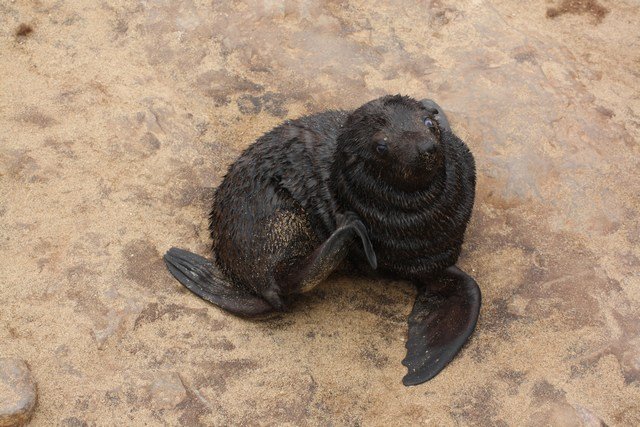 mini-Seals (29)