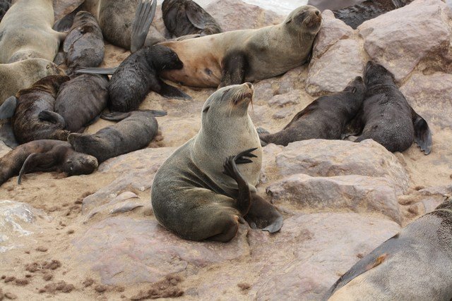 mini-Seals (38)