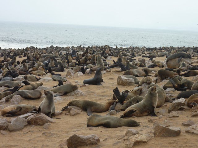 mini-Seals (69)