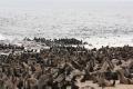 1% of all seals on the Skeleton coast