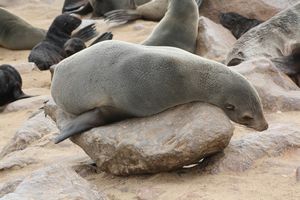 mini-Seals (23)