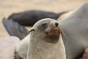 mini-Seals (25)