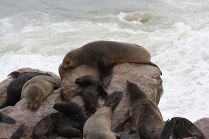 mini-Seals (39)