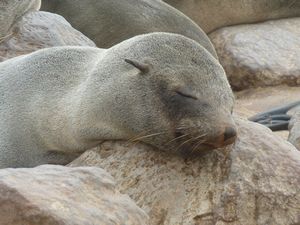 mini-Seals (70)