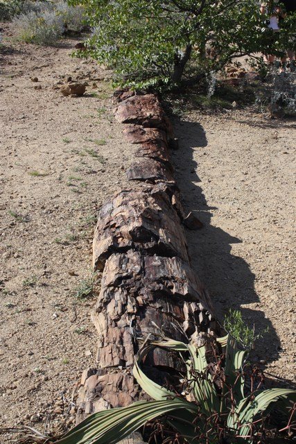 A part of petrified forest