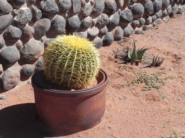 Cactus - the local flower
