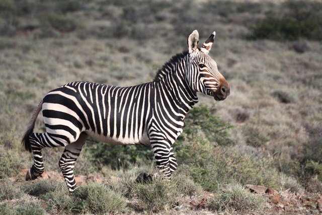 Karoo NP - Mt Zebra