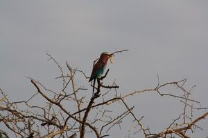 Kruger NP (91)