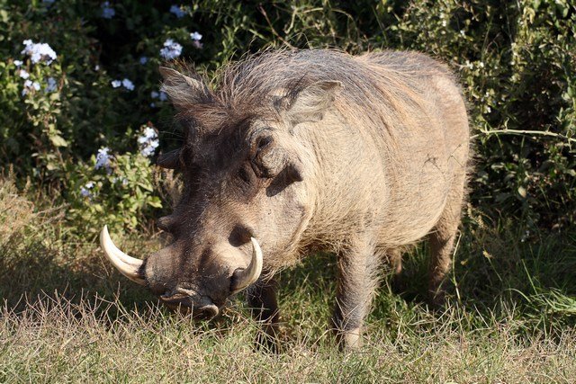 Funny warthog