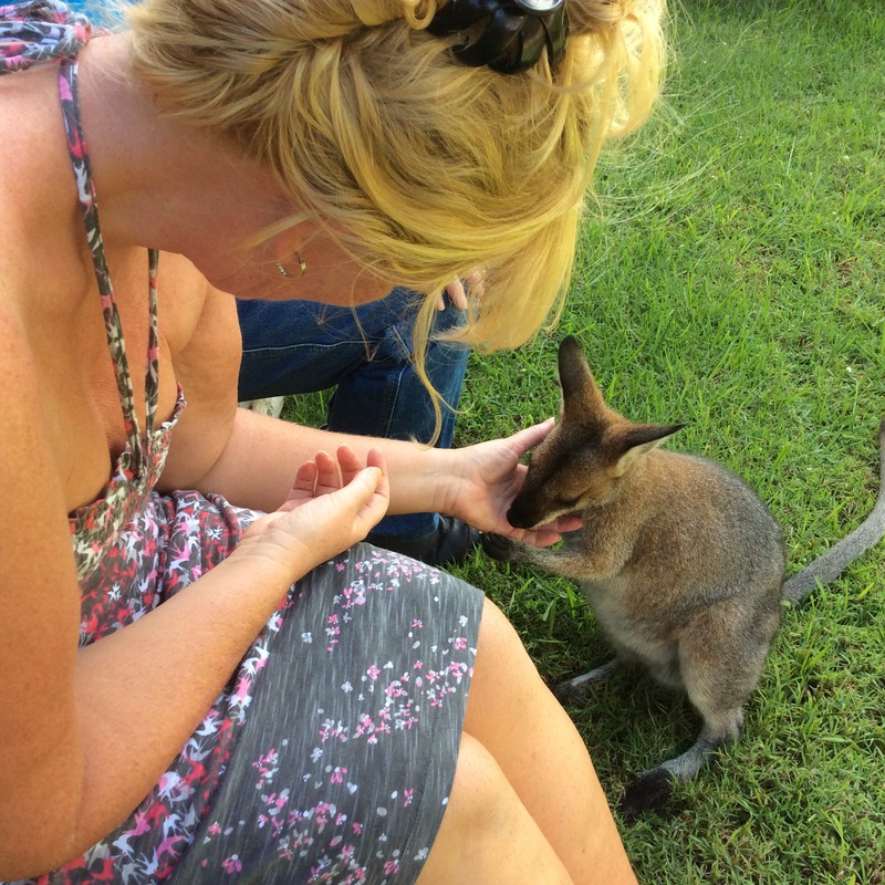 Petting Archie the pet Wallaby
