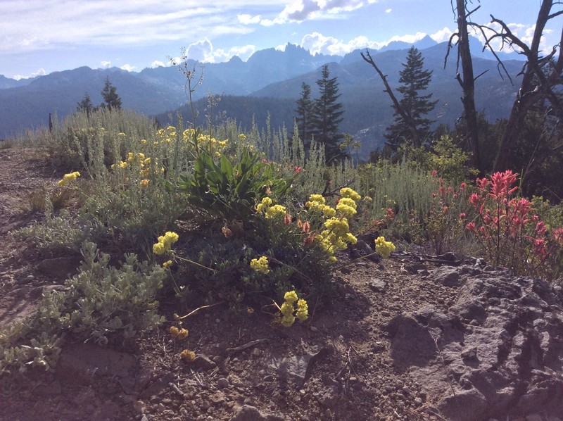 Flowers on the mountains