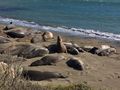 Elephant Seals near San Simeon