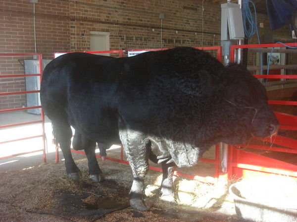 biggest cow