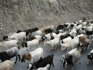 goat herds