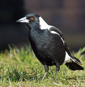 An evil-eyed male magpie