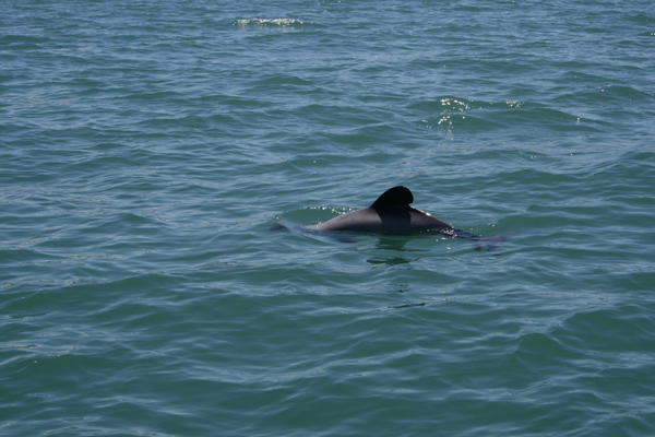 And even more dolphins