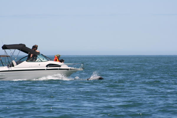 Dolphin enjoying the wake of a boat