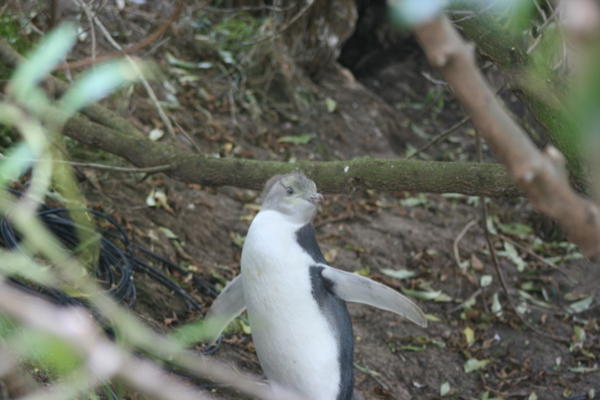 Yellow-eyed penguin chick