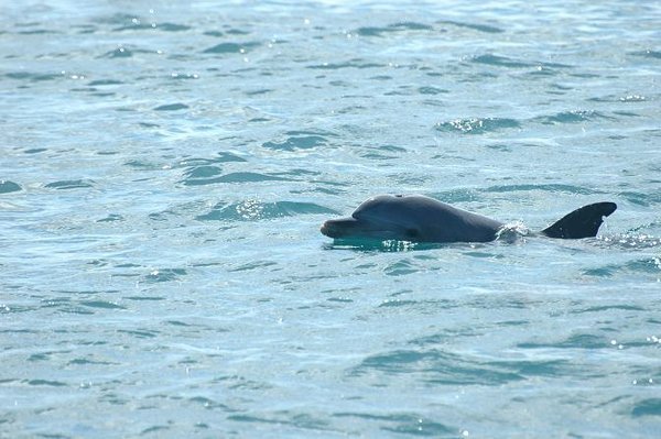 Dolphins often swim alongside 'Moet'