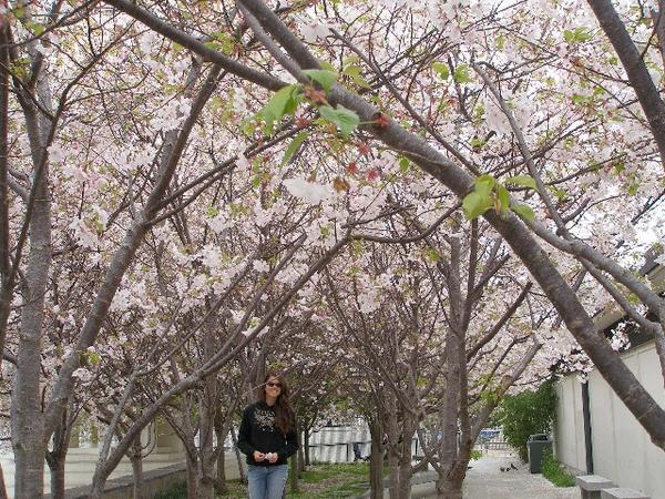 San Francisco's "Japan Town" Cherry Blossom festival