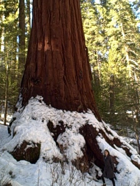 Thats me bottom right hand corner of the photo next to the base of a sequoia tree
