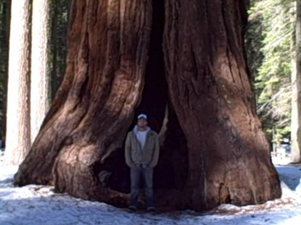 Steve inside the trunk of a sequoia tree