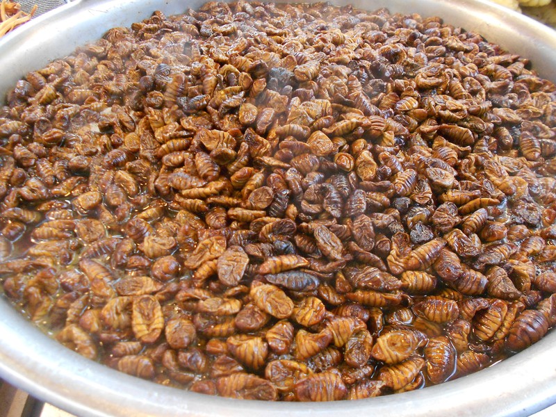Silkworm Pupae 