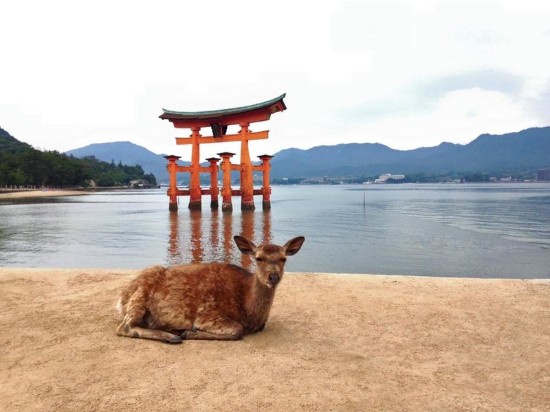 Itsukishima Shrine floating shrine gate & a deer