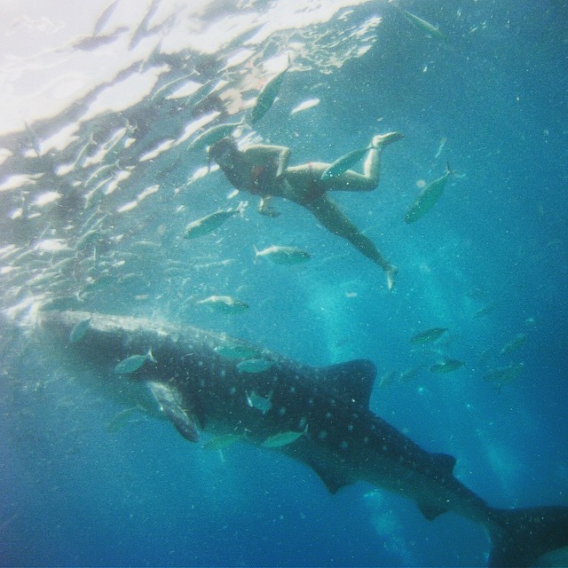 Swimming with whale sharks - incredible! 