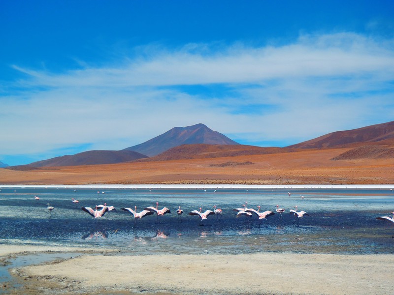 Flamingoes at beautiful lakes in the desert