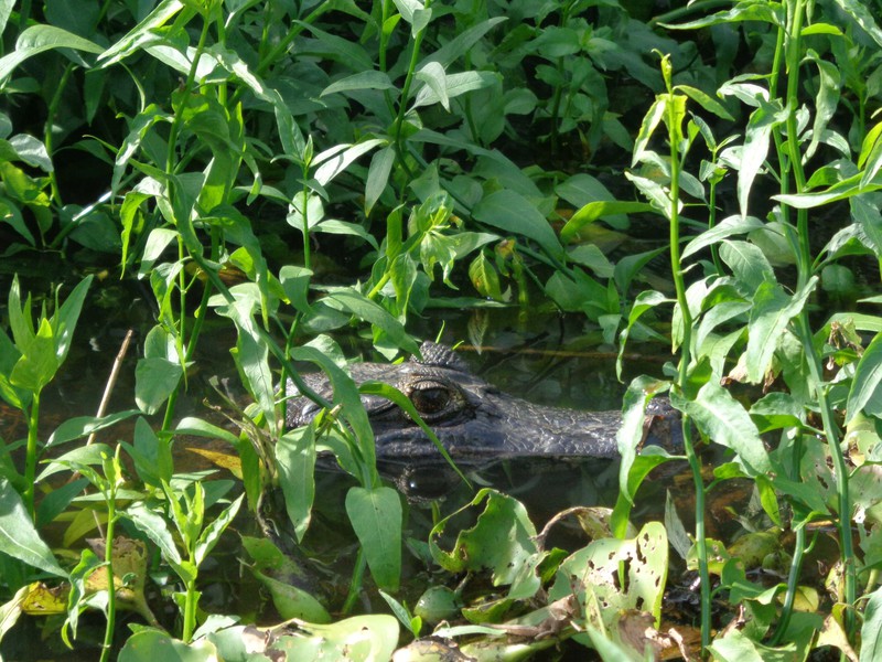 A sneaky caiman pretending not to watch us watching it