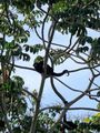 A male black howler monkey watching us watch him from our canoe
