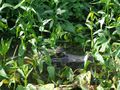 A sneaky caiman pretending not to watch us watching it