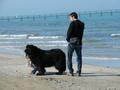 Man and BIG dog on beach in Rimini