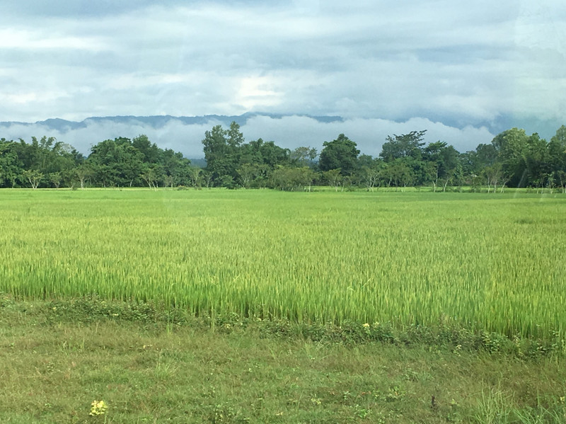 Individual family's rice fields for their own consumption