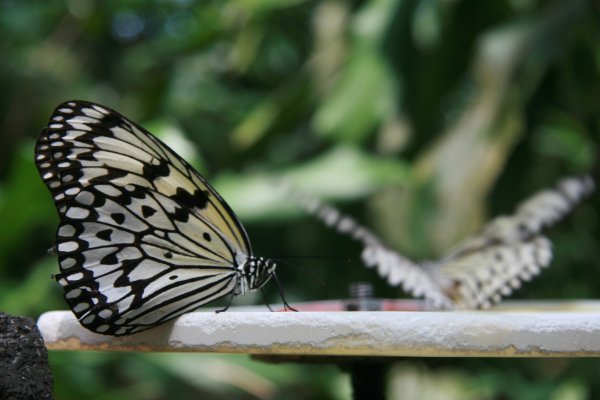 Busy butterfly